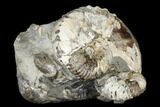 Fossil Hoploscaphites Ammonite - South Dakota #180837-2
